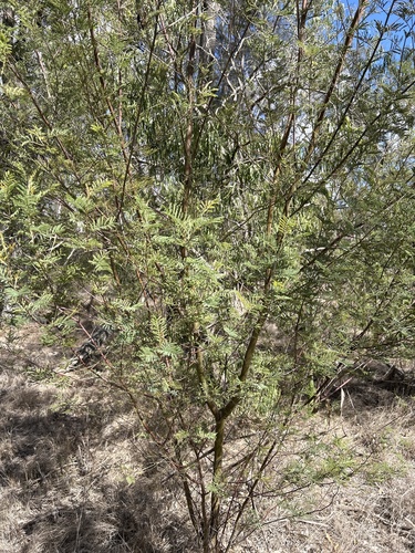 Acacia deanei observed 2026-08-20