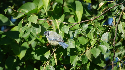 Eurasian Blue Tit