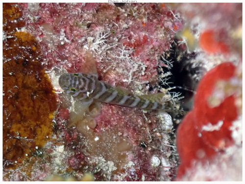 Priolepis cincta observed 2026-08-01