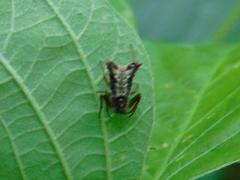 Micrathena plana