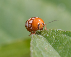 Cryptocephalus guttulatus