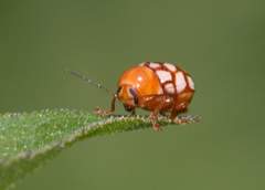 Cryptocephalus guttulatus