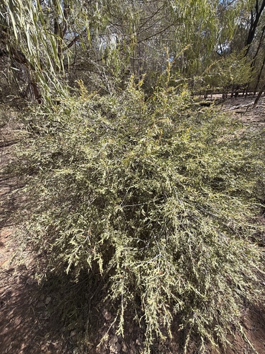Alectryon diversifolius, photograph 2