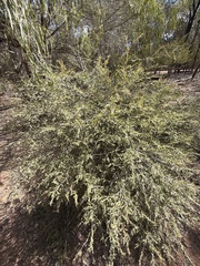 Alectryon diversifolius, photograph (c) Martin Hannan-Jones, some rights reserved (CC BY)