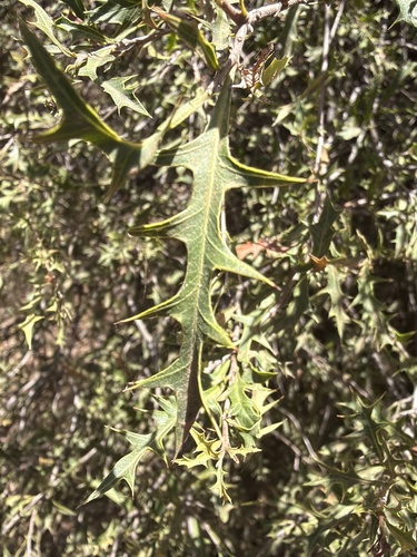 Alectryon diversifolius