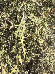 Alectryon diversifolius, photograph (c) Martin Hannan-Jones, some rights reserved (CC BY)