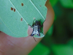 Micrathena plana