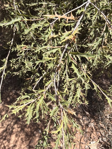 Alectryon diversifolius, photograph 4