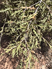 Alectryon diversifolius, photograph (c) Martin Hannan-Jones, some rights reserved (CC BY)