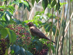 Turdus rufitorques