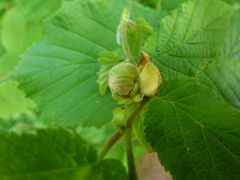 Phytoptus avellanae