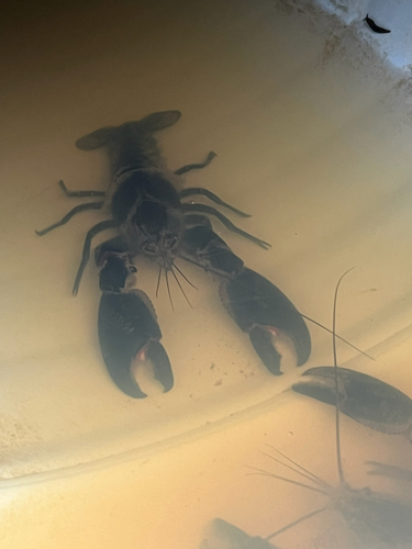 Common Yabby