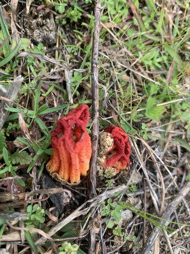 Craypot Stinkhorn