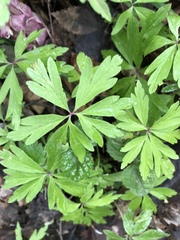 Anemonoides ranunculoides
