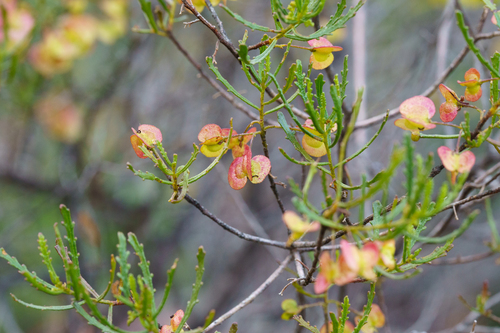 Dodonaea lobulata, photograph 6