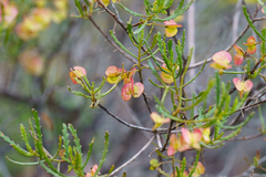 Dodonaea lobulata, photograph (c) Kym Nicolson, some rights reserved (CC BY)