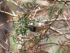 Psaltriparus minimus