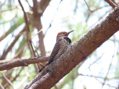 Colaptes auratus mexicanoides