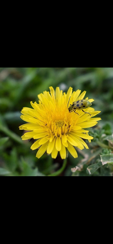 Spotted Cucumber Beetle