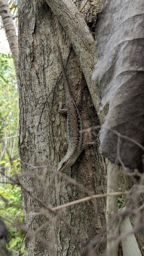 Emoia longicauda observed 2026-08-18