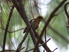 Peucedramus taeniatus