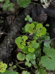 Chrysosplenium alternifolium
