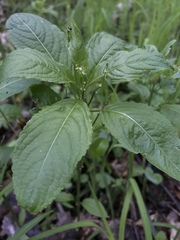 Mercurialis perennis