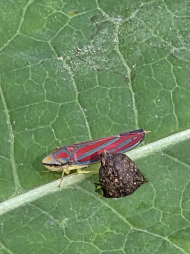 Red-banded Leafhopper