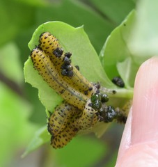 Ceratulus spectabilis