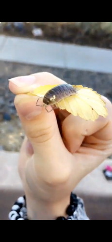 Swift Woodlouse