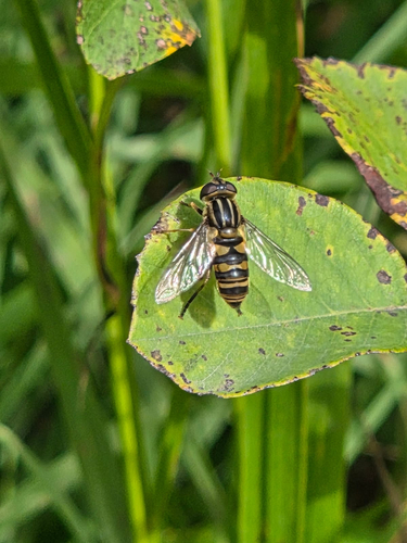 Narrow-headed Marsh Fly