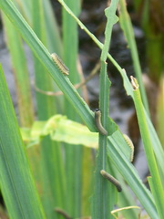 Rhadinoceraea micans