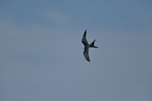 Swallow-tailed Kite