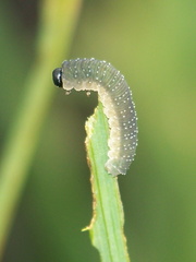 Rhadinoceraea micans