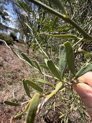 Desert lime (Citrus glauca)