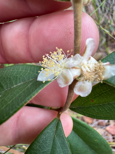 Rhodomyrtus trineura observed 2026-08-18