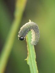 Rhadinoceraea micans