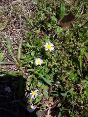 Astranthium ciliatum