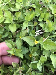 Calyptocarpus vialis