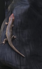 Plestiodon laticeps