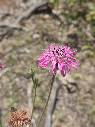 Palafoxia hookeriana, photograph 2