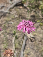 Palafoxia hookeriana, photograph author not stated, no rights reserved