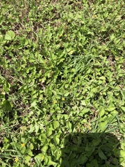 Calyptocarpus vialis