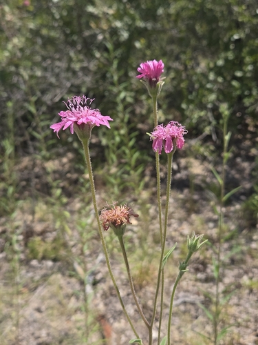 Palafoxia hookeriana, photograph 3