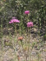 Palafoxia hookeriana, photograph author not stated, no rights reserved
