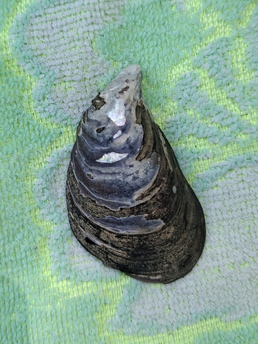 Crenomytilus grayanus observed 2026-07-17