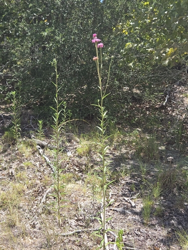 Palafoxia hookeriana, photograph 4