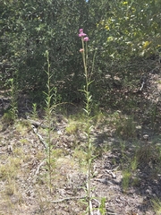 Palafoxia hookeriana, photograph author not stated, no rights reserved