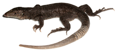 Pholidoscelis corvinus