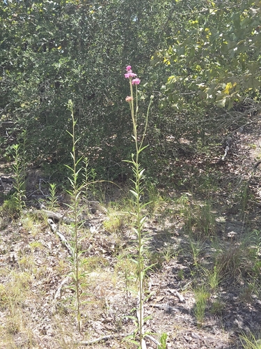 Palafoxia hookeriana, photograph 5
